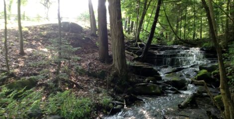 Mystery of Broken Pottery in a Vegetable Garden Image